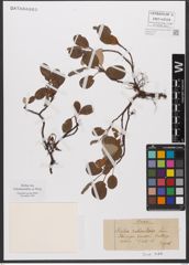 Foto von Salix reticulata L.